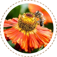 Floral Nectar Extracts